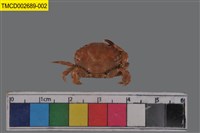 藏品(肉球皺蟹)的圖片